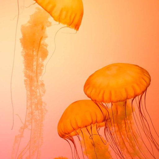 Jellyfish in an orange image // Quallen in einem orangenen Bild